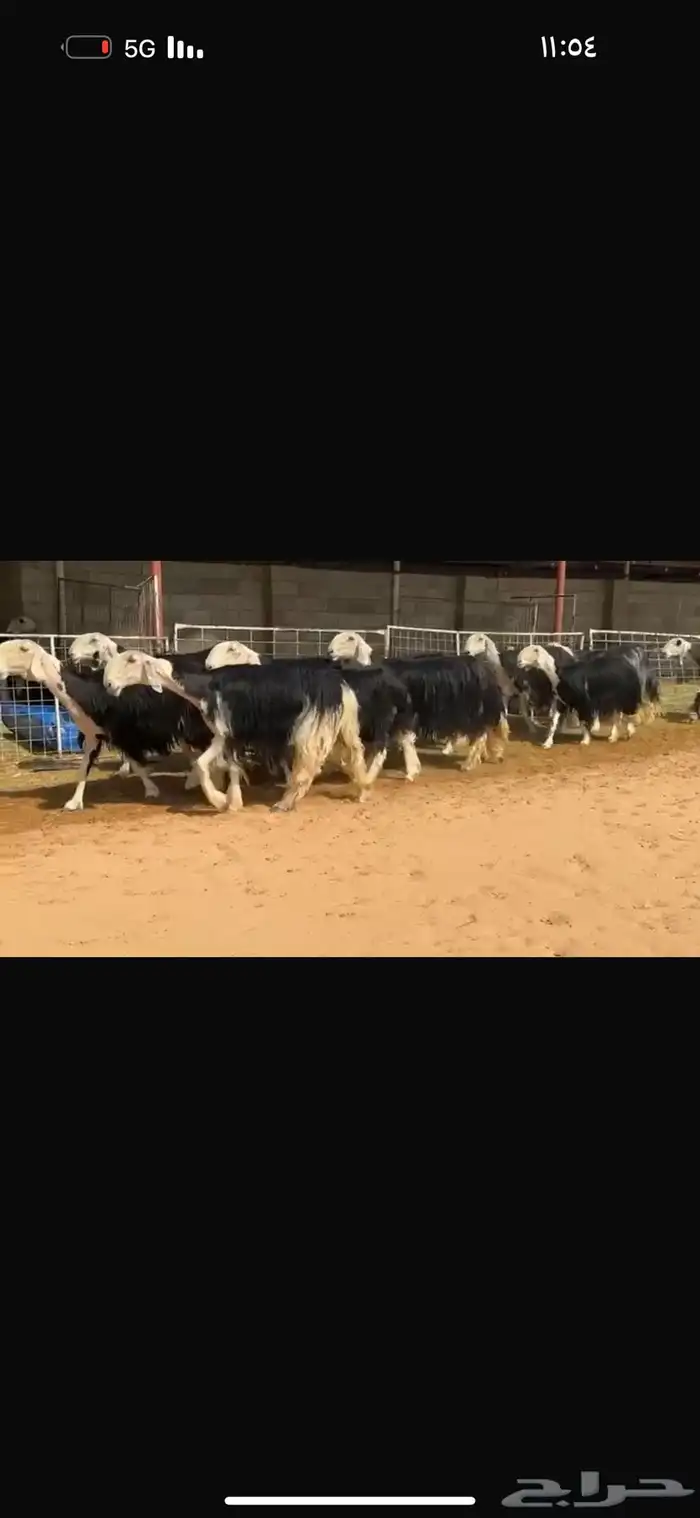 عرض بيع نجد فاخره 2