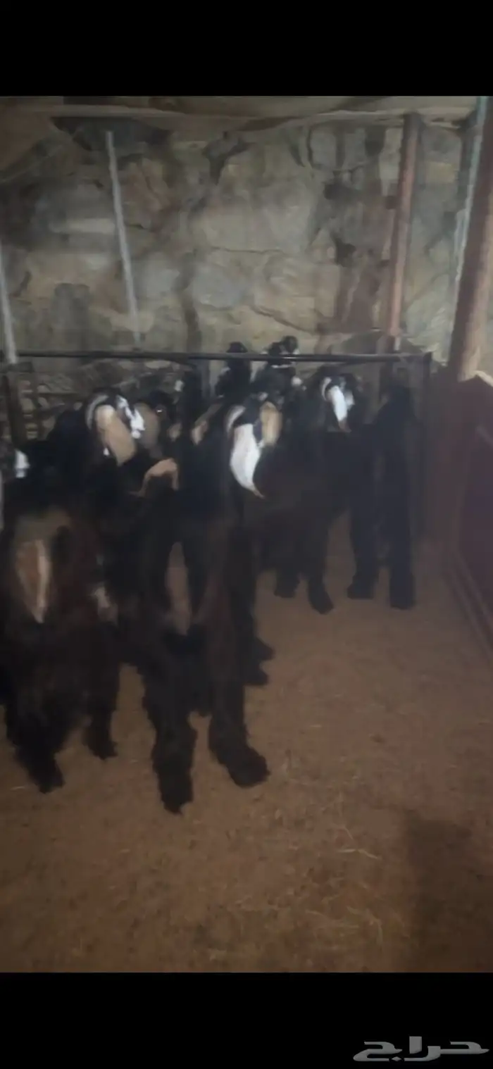 تيوس عوارض فاخره اوزان عاليه 2