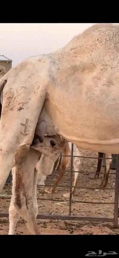 خلفة وضحاء مصغر تحتها قعود للبيع index