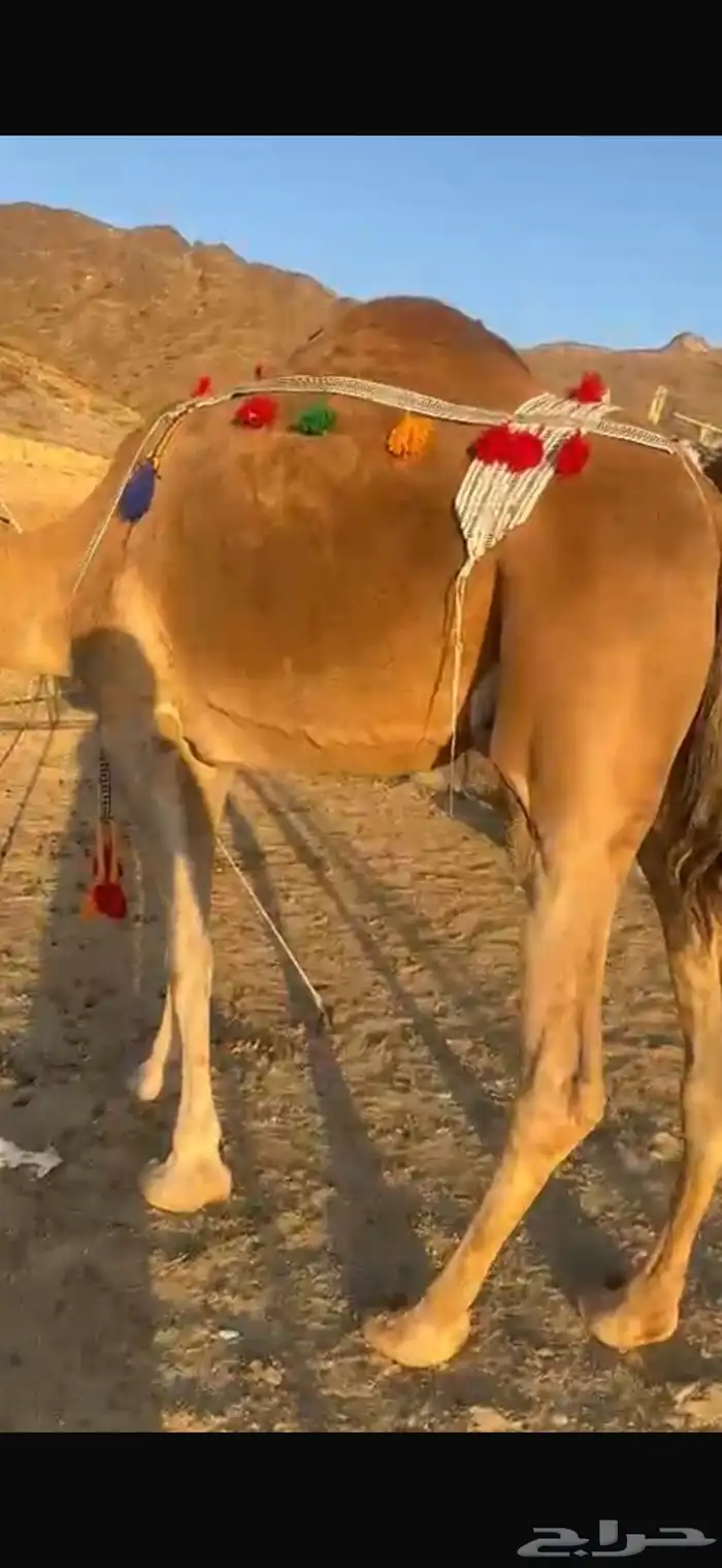 خلفة حمراء 1