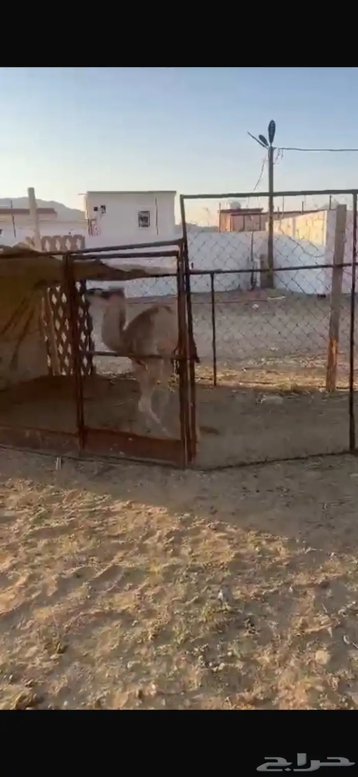 خلفة حمراء 2