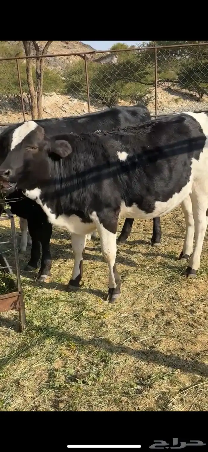 ظهران الجنوب 1