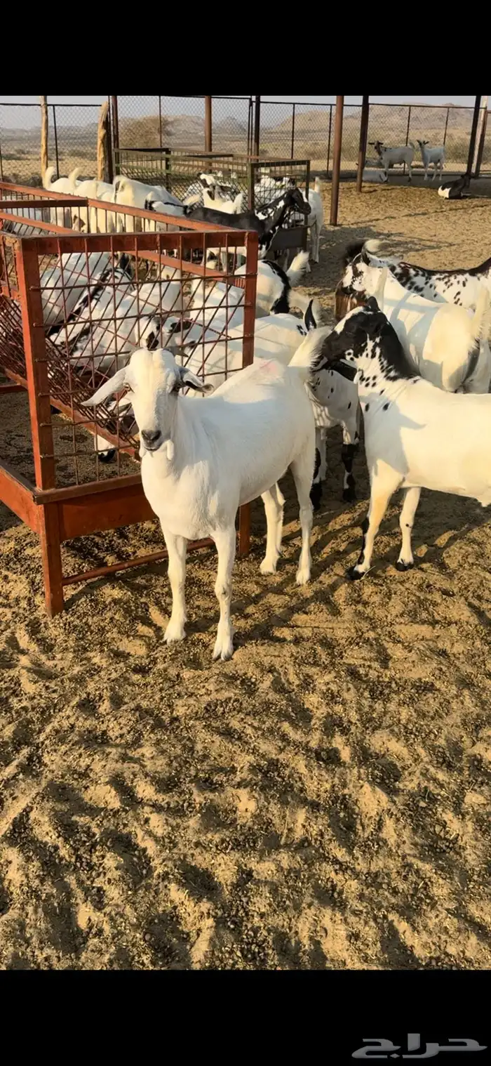 ذبايح مناسبات 1