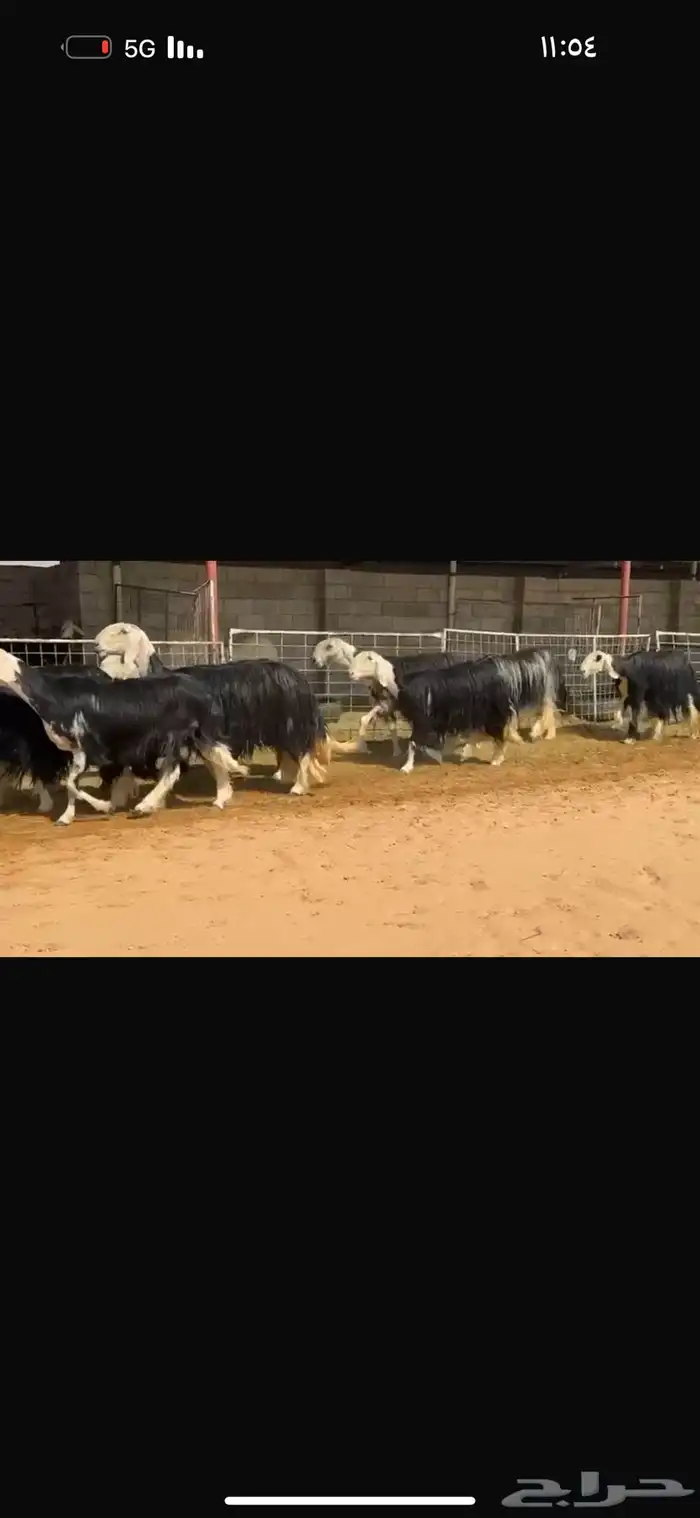 عرض بيع نجد فاخره 1