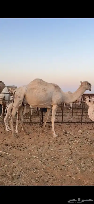 خلفة وضحاء مصغر تحتها قعود للبيع index