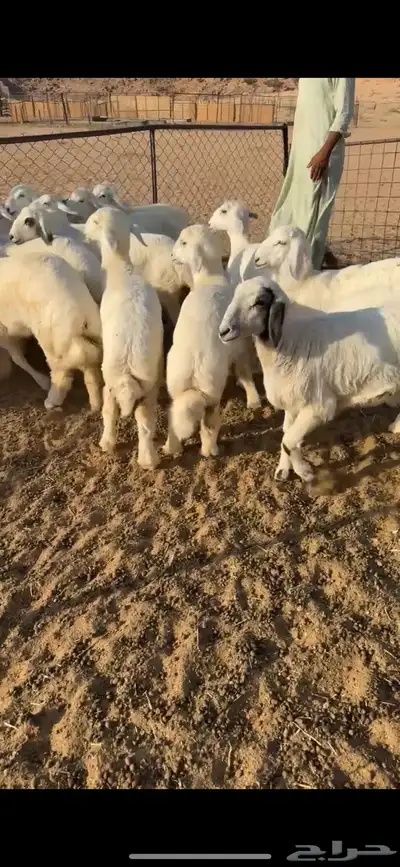 رخال مراح من مراح طيب index