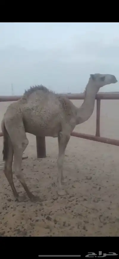 قعود مفرود قصب للبيع index