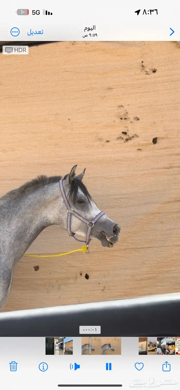 حصان شعبي الاسم لهب العمر خمس سنين 4