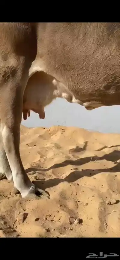 بقرة ألمانية مميزة مع عجلتها للبيع index