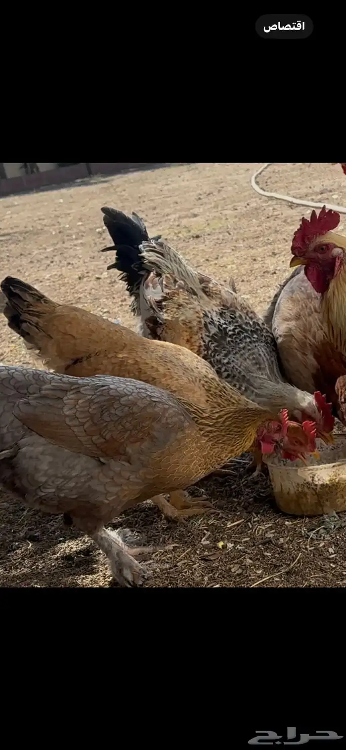 ثلاثة أزواج مهجن مع براهما فاخر من الآخر 20