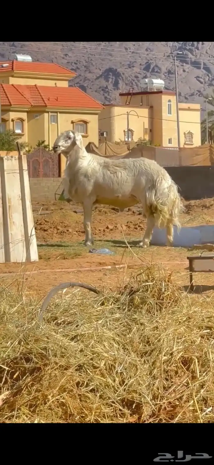 فحل ضان اصفر ابرص منتج 2