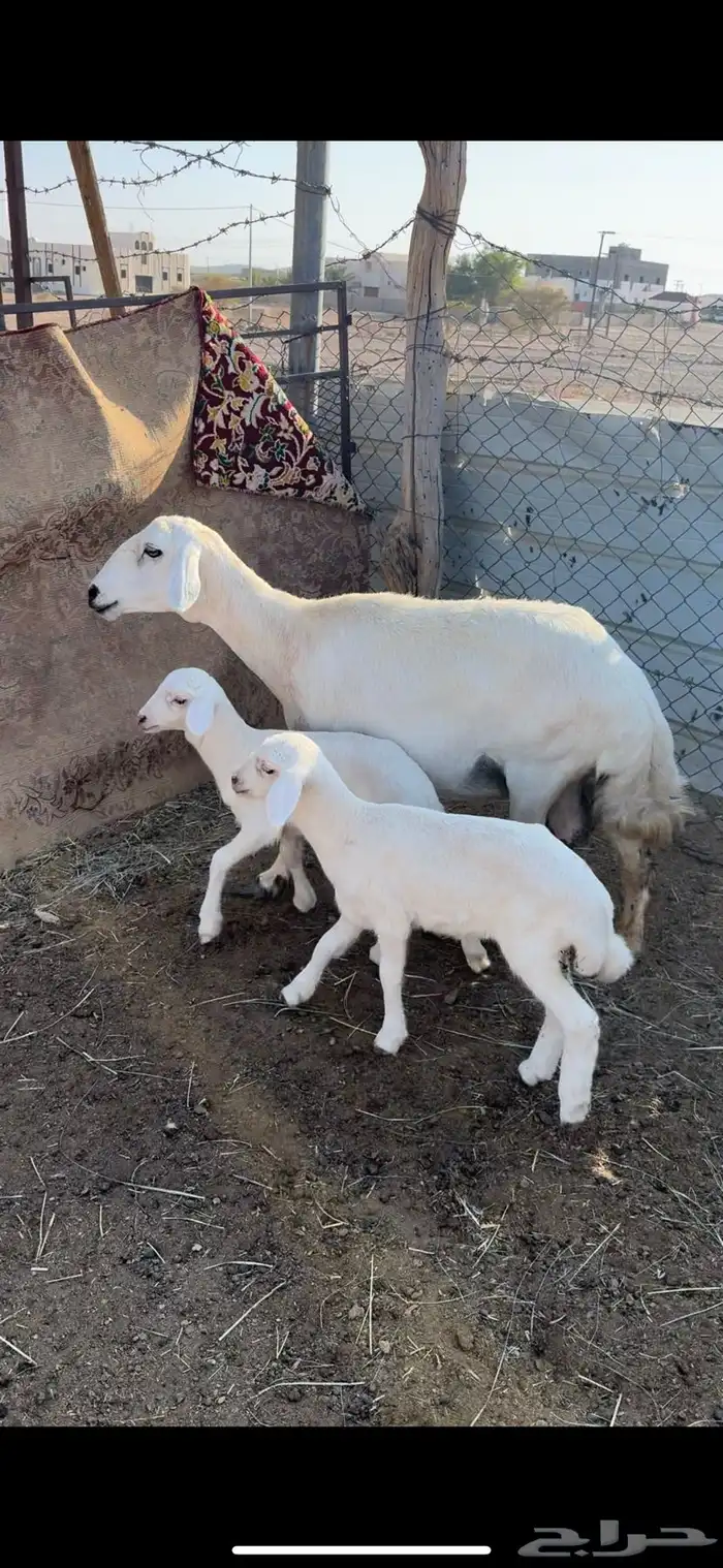 شاه تحتها رخلين سنها جامع شبب رايم وديدها سليم(( تم البيع)) 0