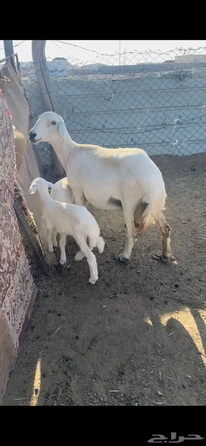 شاه تحتها رخلين سنها جامع شبب رايم وديدها سليم(( تم البيع)) 2