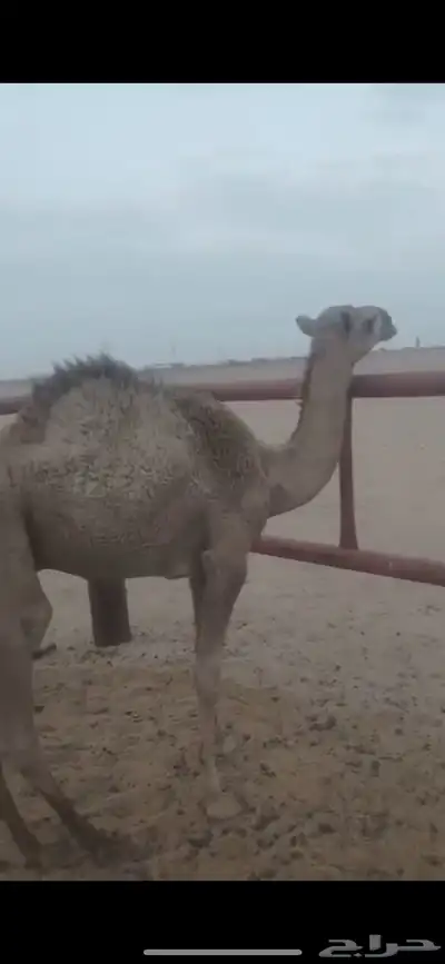 قعود مفرود قصب للبيع index