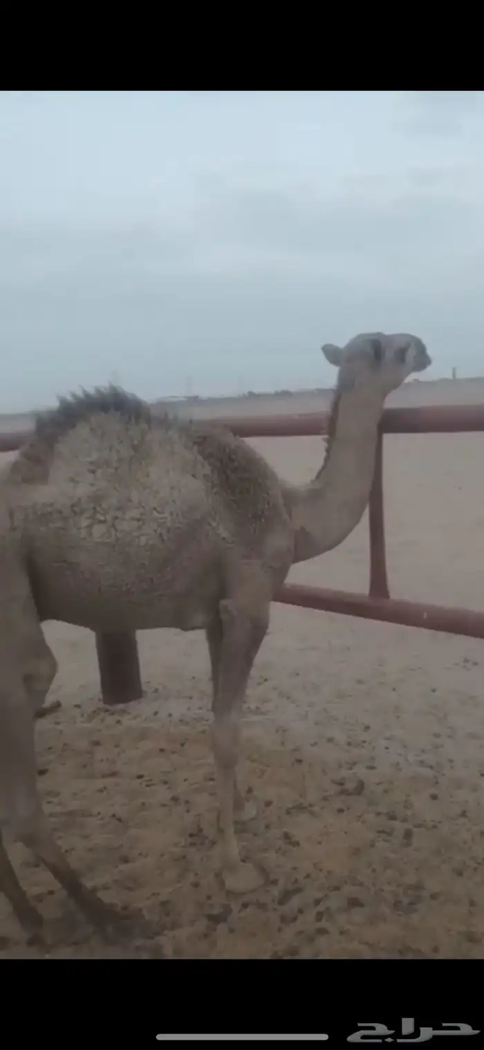 قعود مفرود قصب للبيع 2