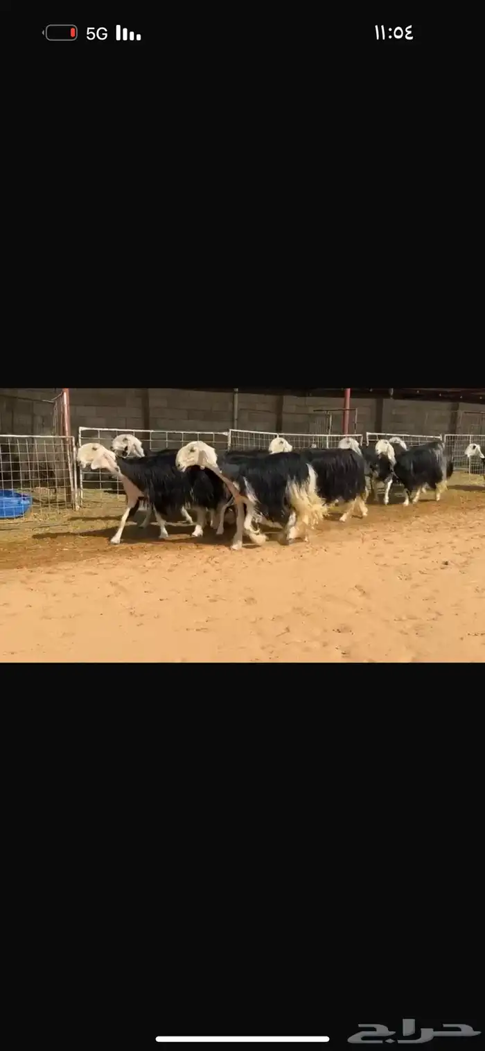 عرض بيع نجد فاخره 3