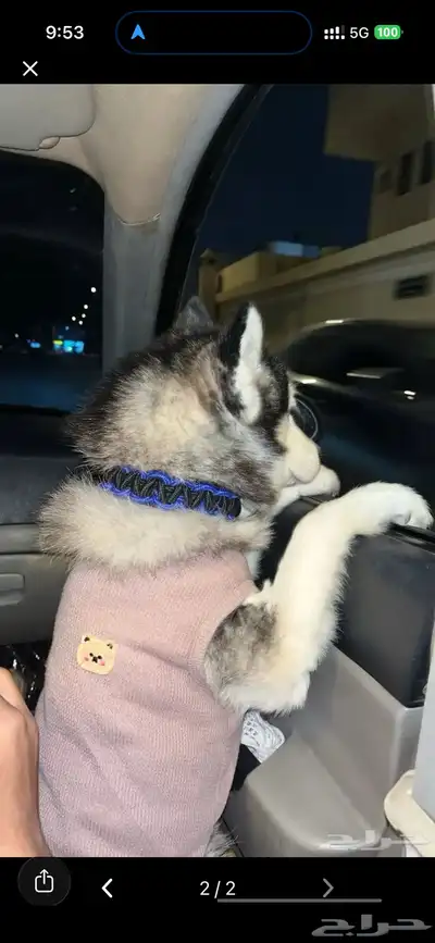 كلب هاسكي 6 شهور index