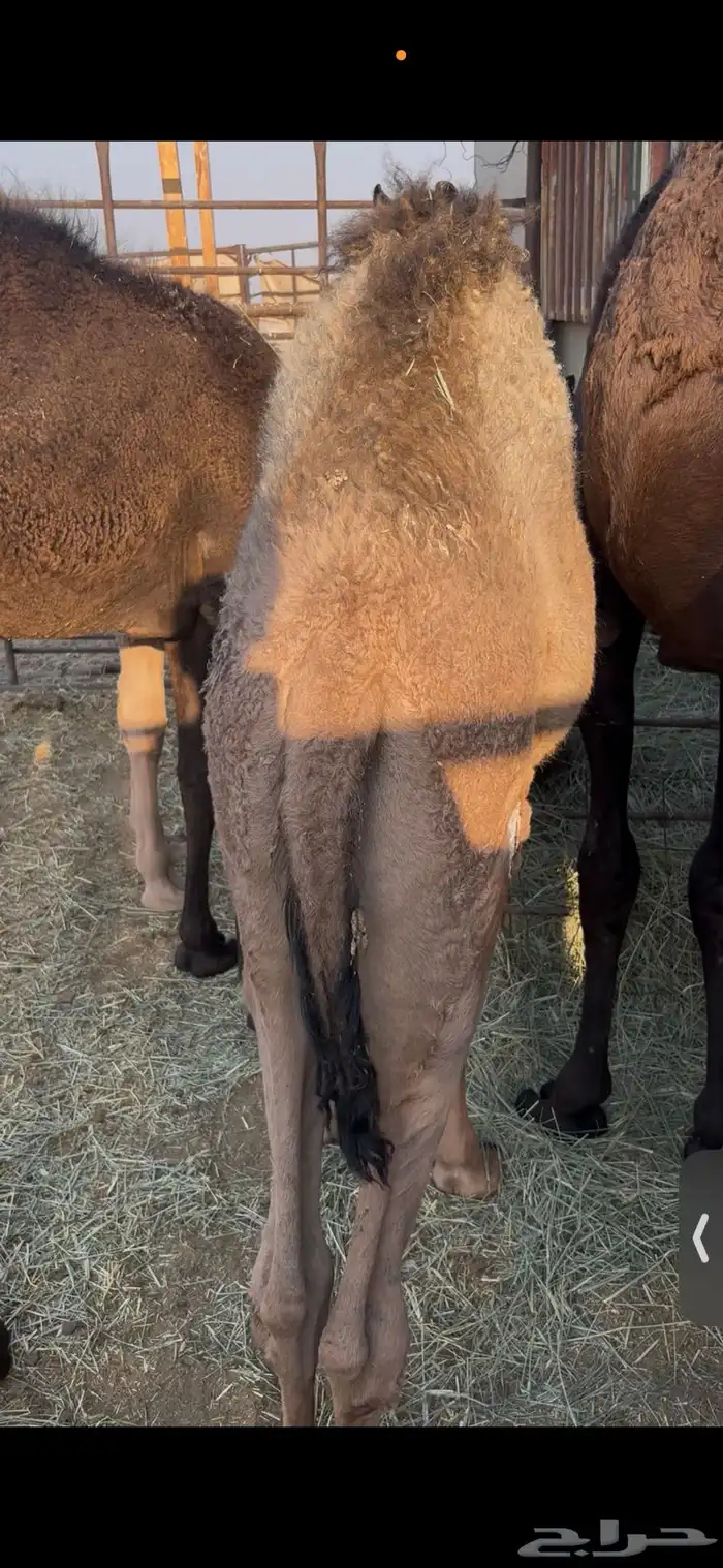 شقحا قصب فل شحم 1