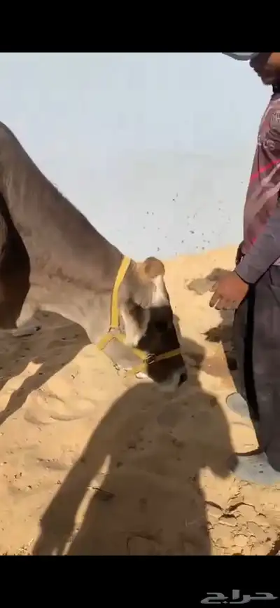 بقرة ألمانية مميزة مع عجلتها للبيع index