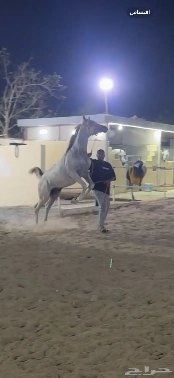 مهر ولد الاكساندر 7