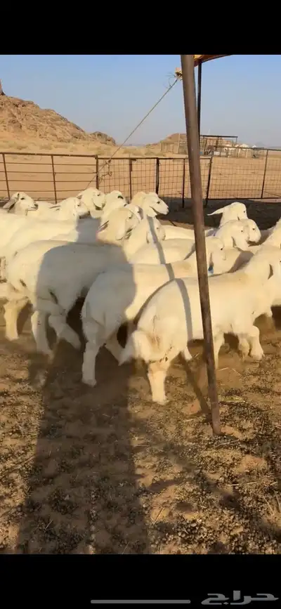 رخال مراح من مراح طيب index