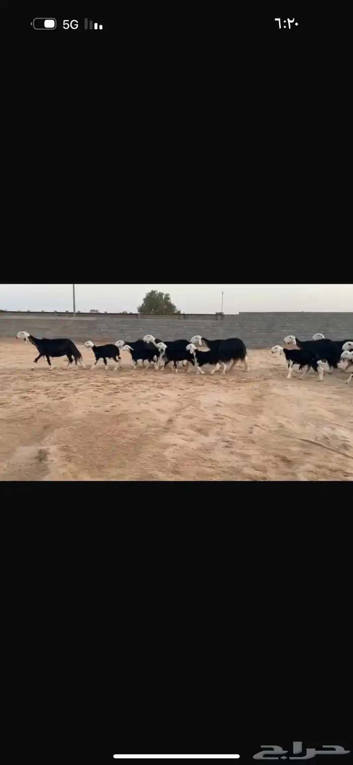 عرض نجد مواليد 1