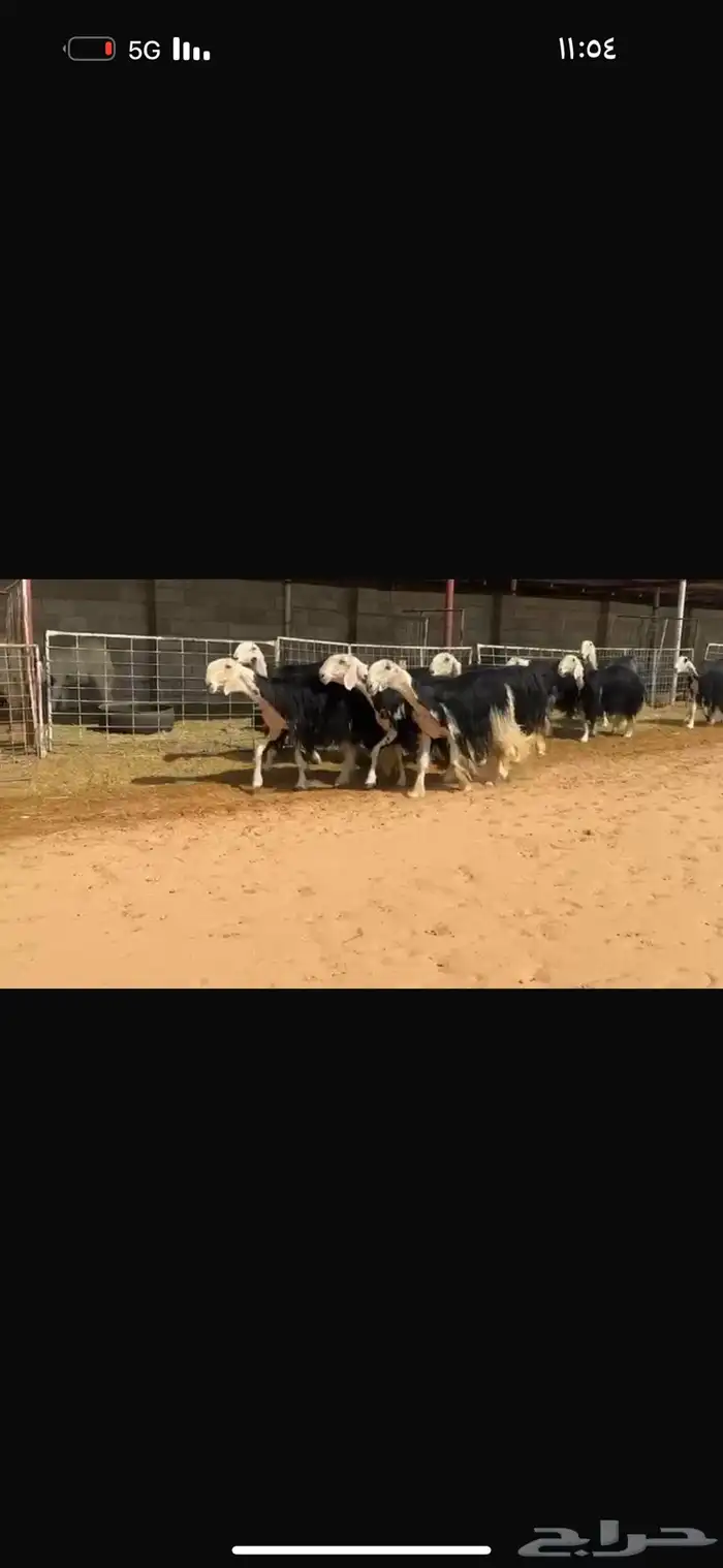 عرض بيع نجد فاخره 4