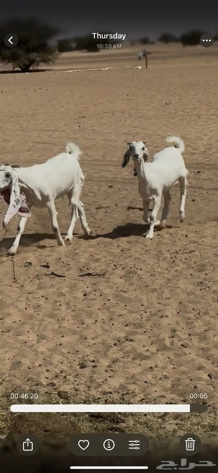 17 جذعه تلقى الفحل 1