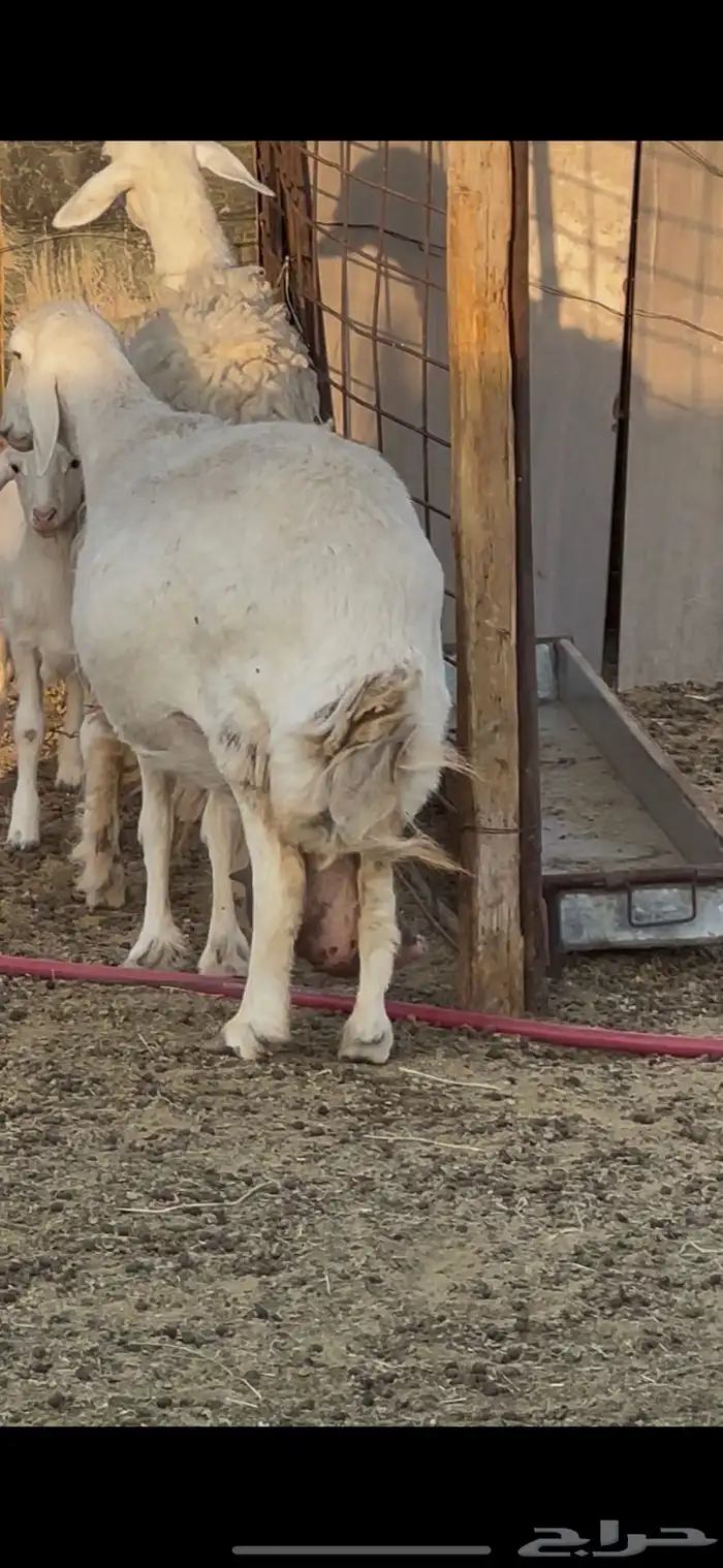 للبيع ست معزا وحبصية مضاريع 4