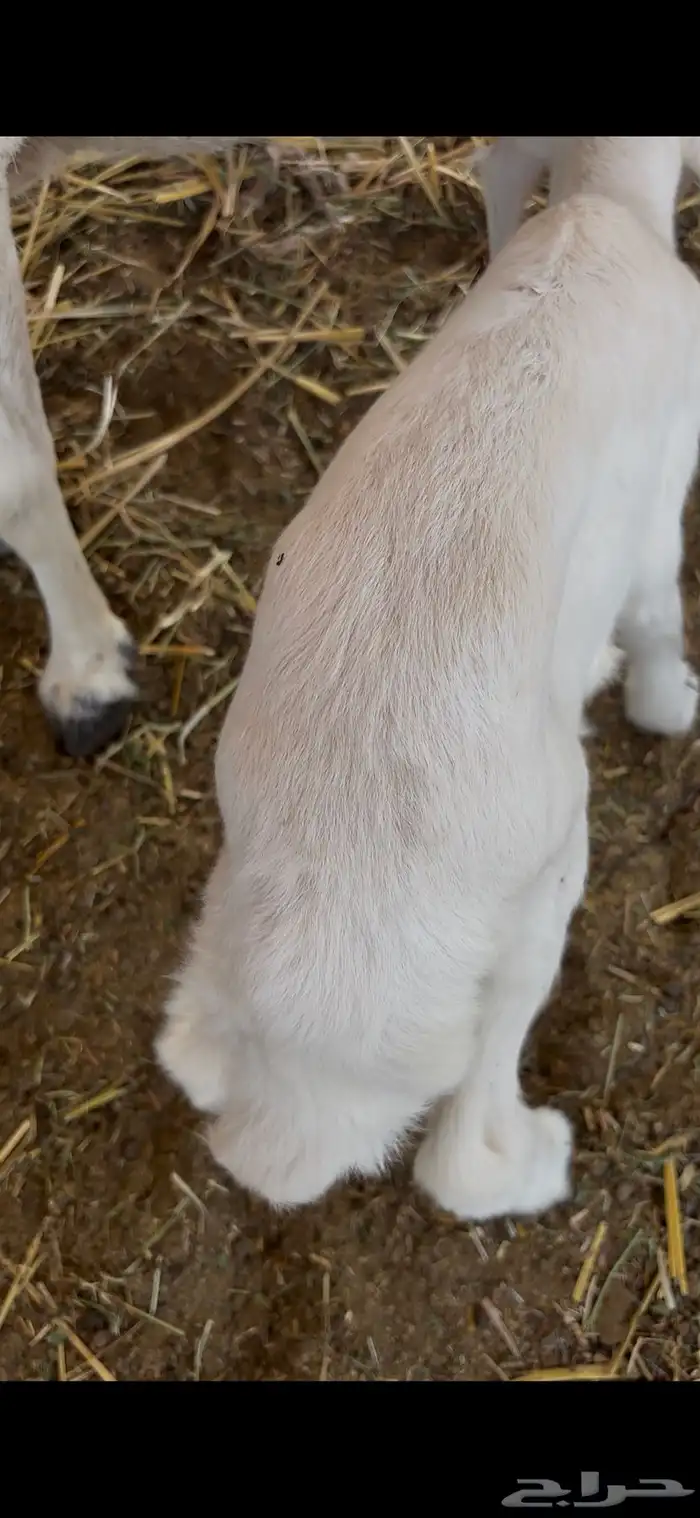 رخل داغوره ترضع من اي شيء 2