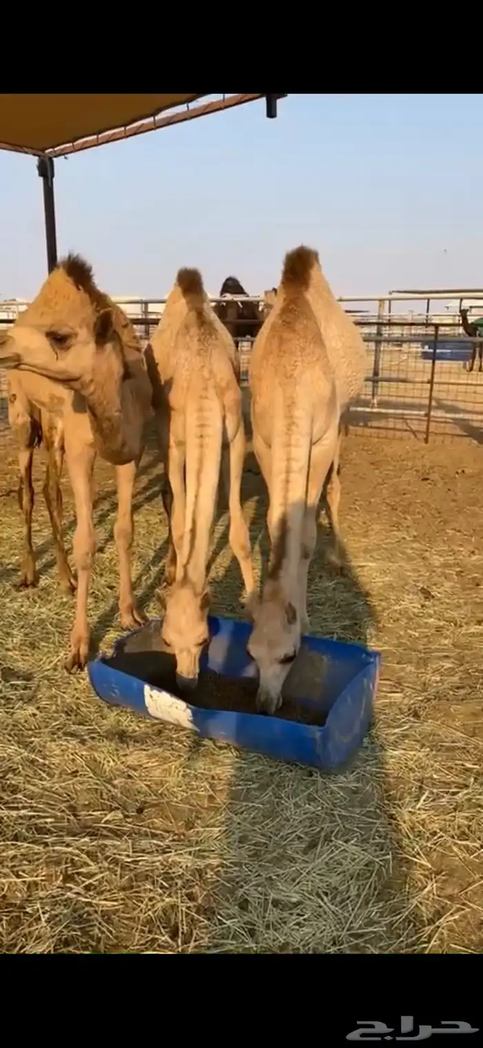 للبيع قعود وبكرتين 0