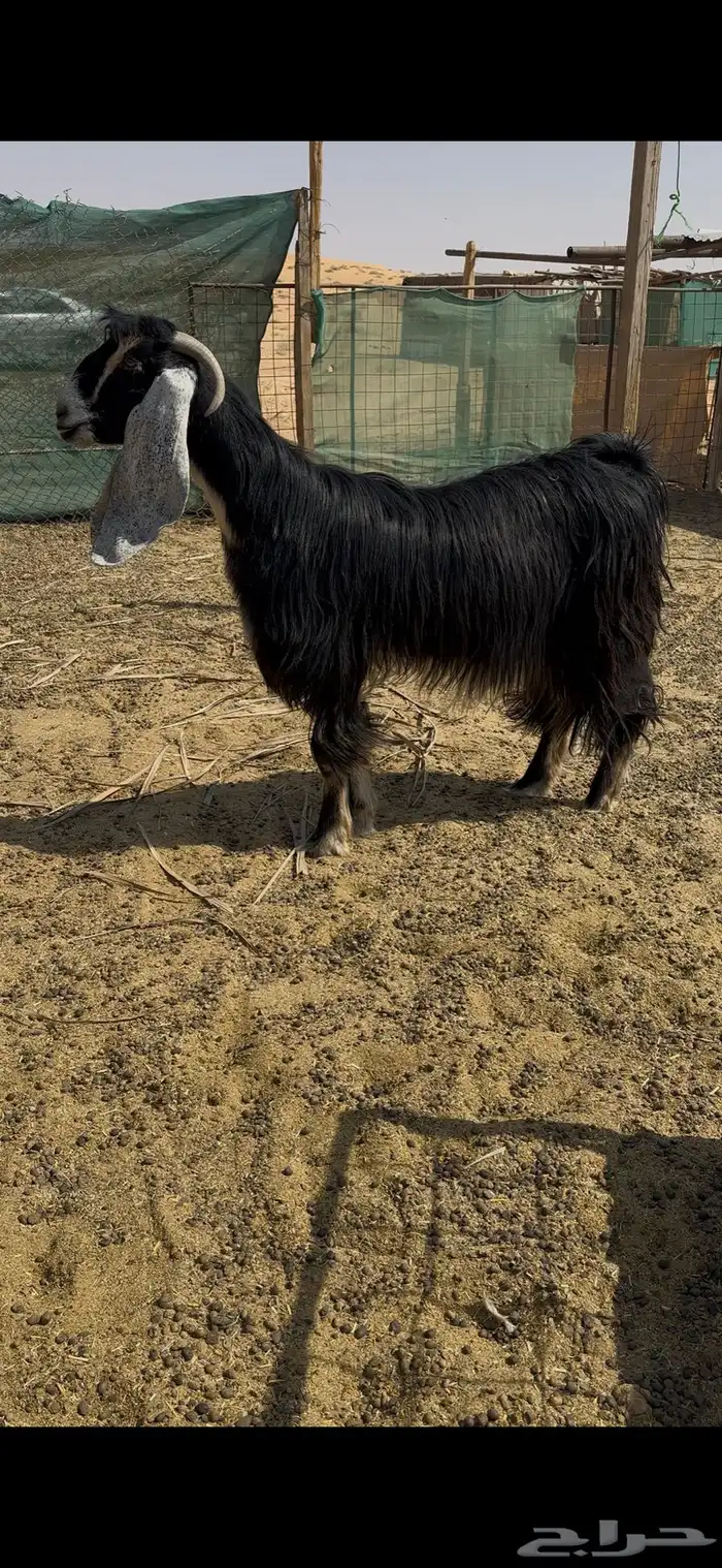 عنز عارضيه خصم 1