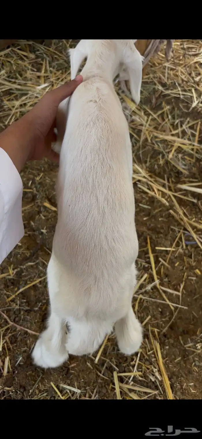 رخل داغوره ترضع من اي شيء 3