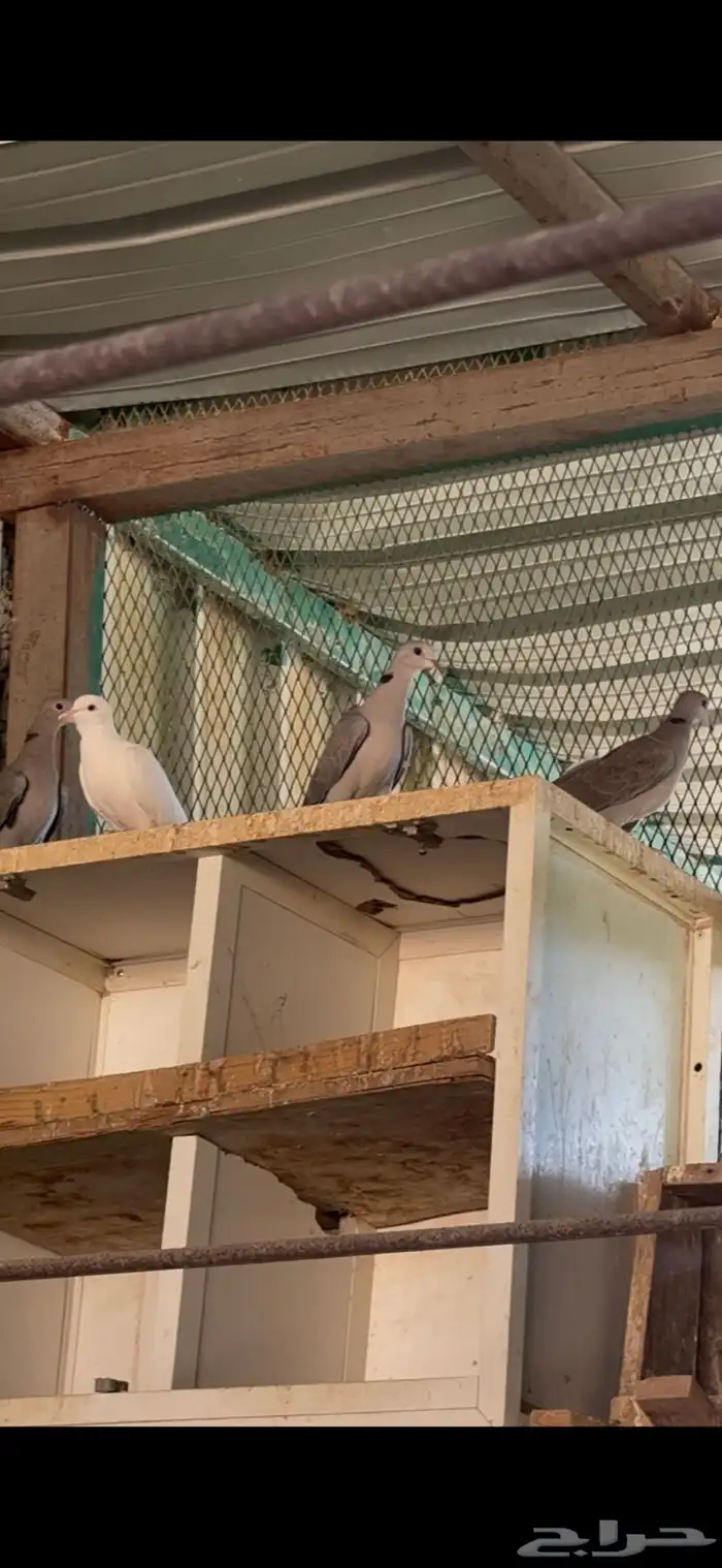 قمري العدد 4 0