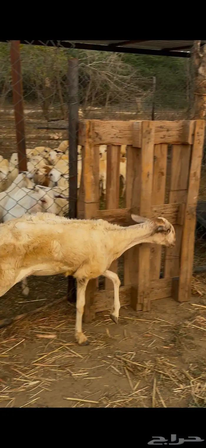 رخل مهجن حري على فحل سواكني 1