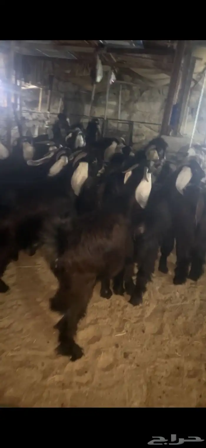 تيوس عوارض فاخره اوزان عاليه 1