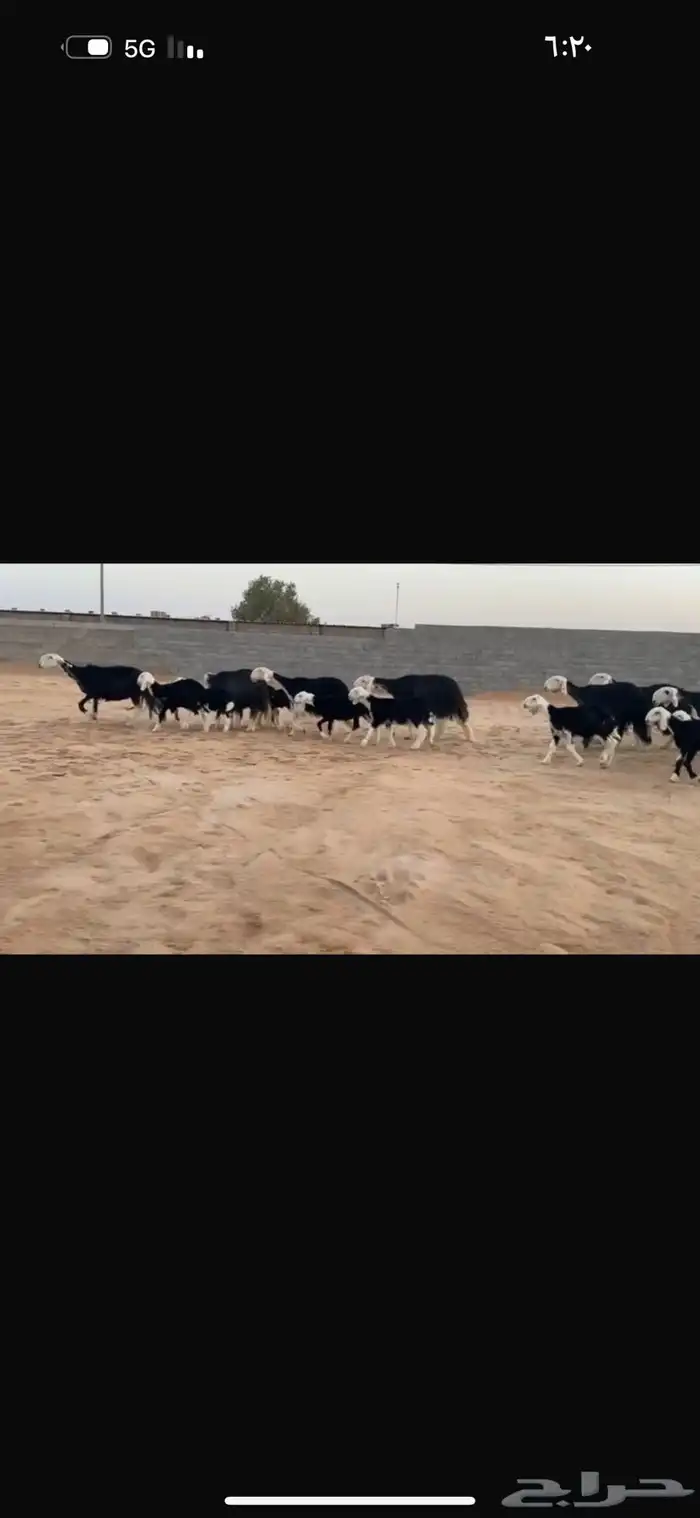 عرض نجد مواليد 2