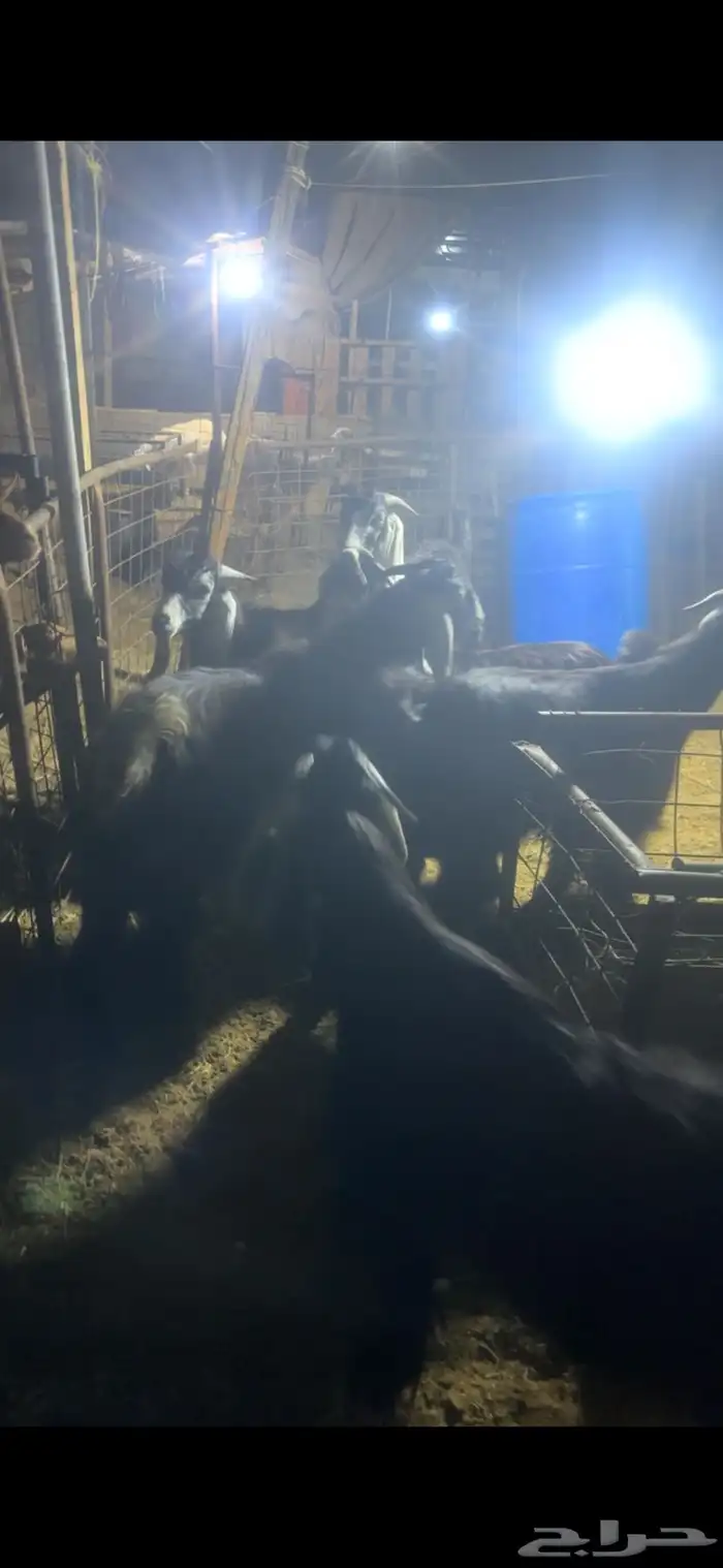 تيوس عوارض فاخره اوزان عاليه 3