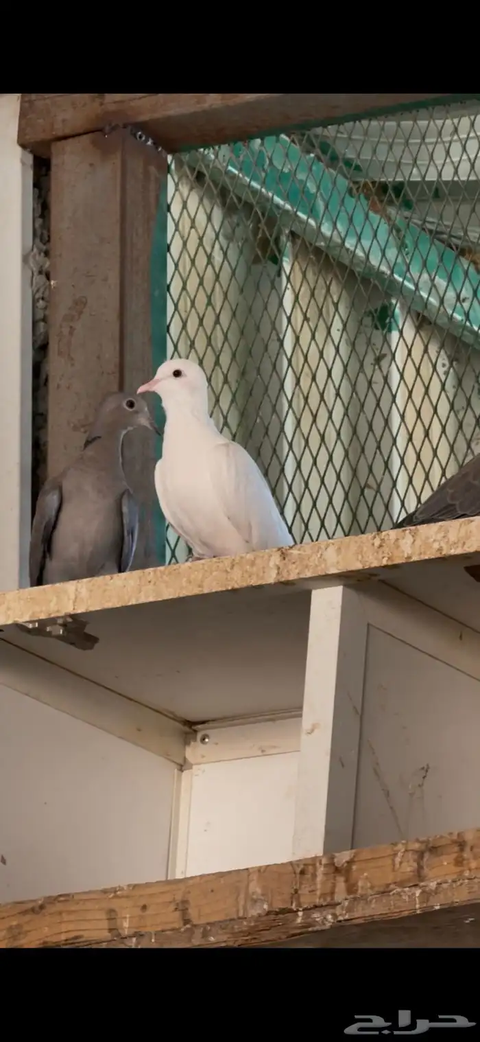 قمري العدد 4 1