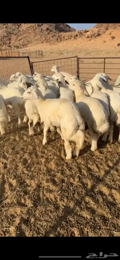 رخال مراح من مراح طيب index