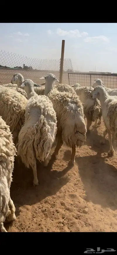 غنم حريات حرش دفيع وضريع index