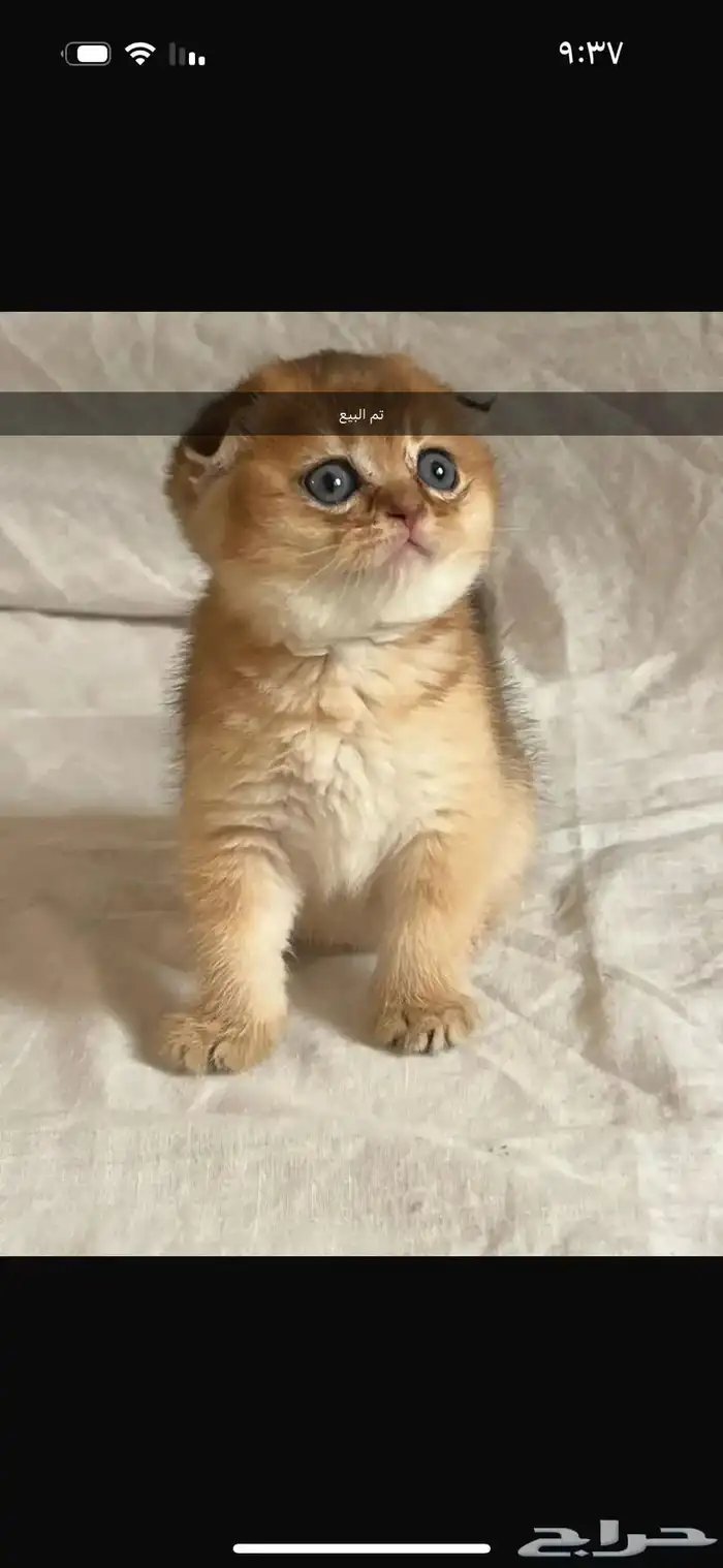 قطط كيتن سكوتش يوجد ذكور للتزاوج 5