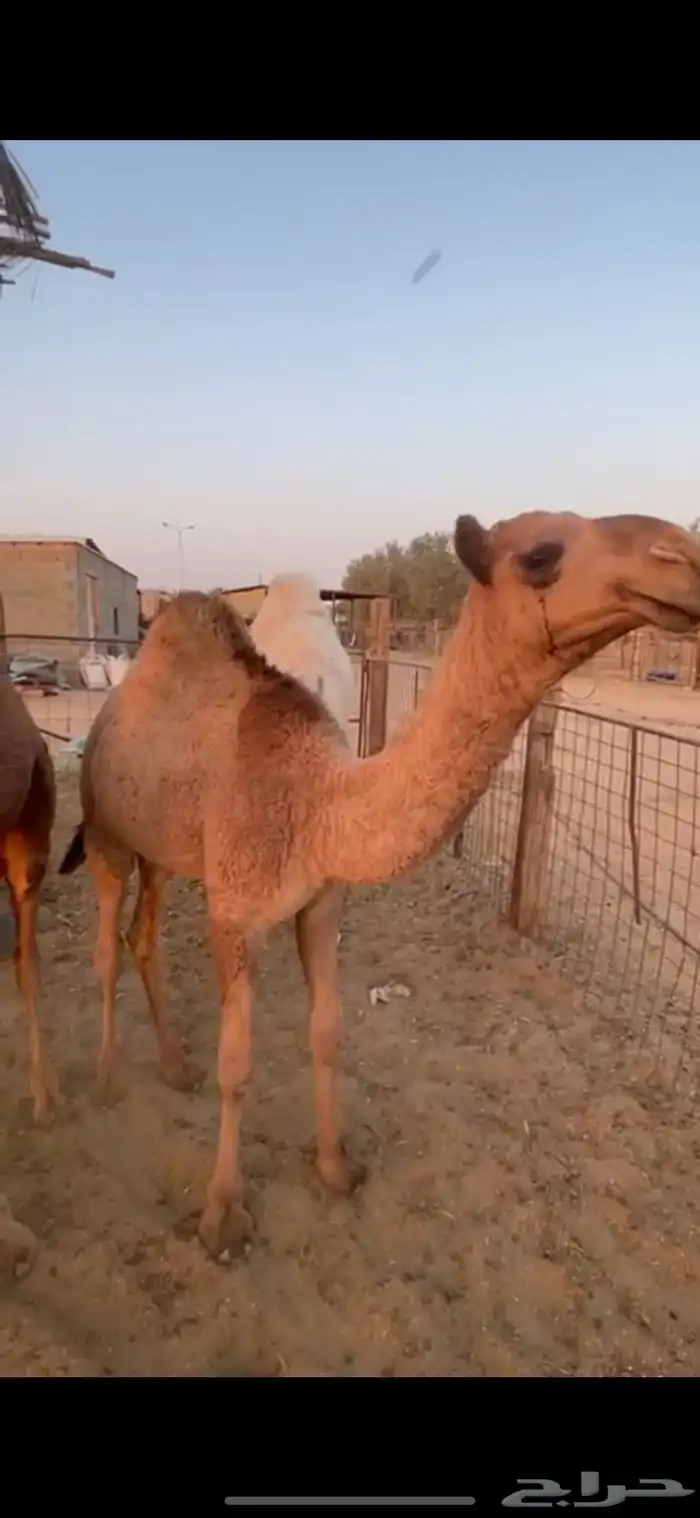 حشو قعدان على حليب امهاته 6