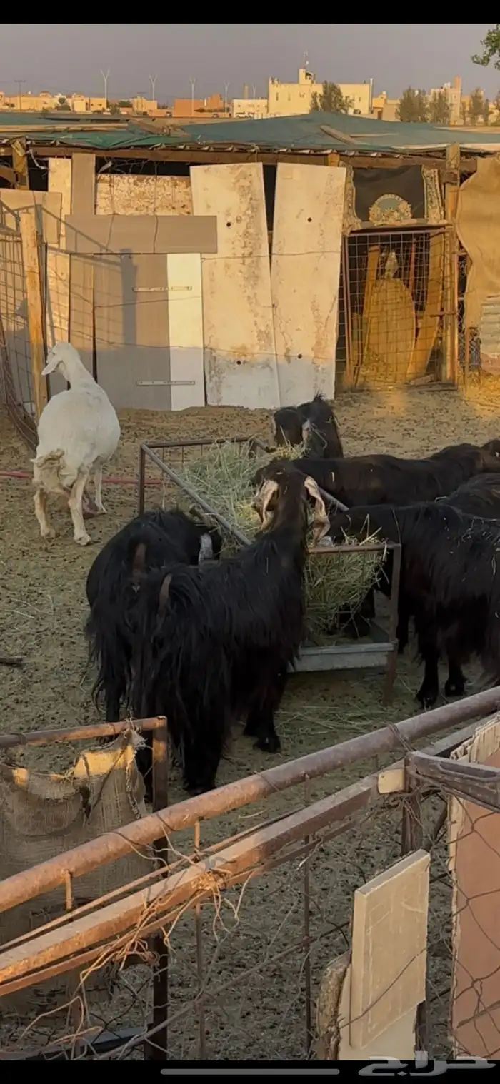 للبيع ست معزا وحبصية مضاريع 1