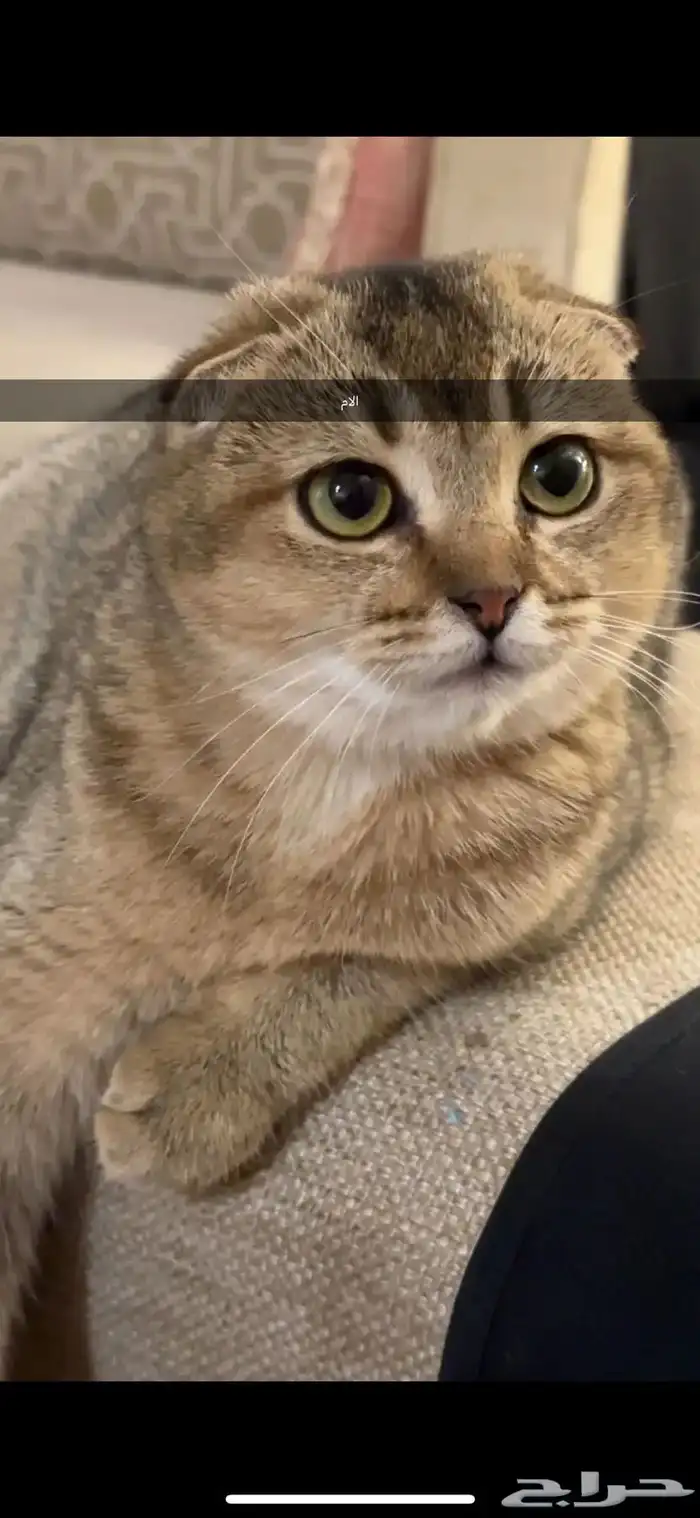 قطط كيتن سكوتش يوجد ذكور للتزاوج 3