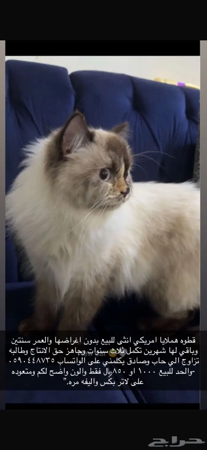 للبيع مستعجل هملايا 0