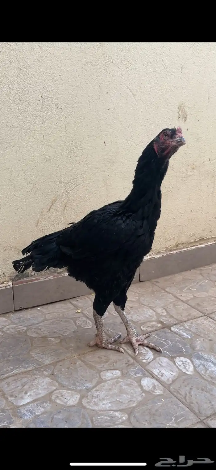 دجاجه باكستانيه سنديه جرم نادر (( تم البيع )) 0