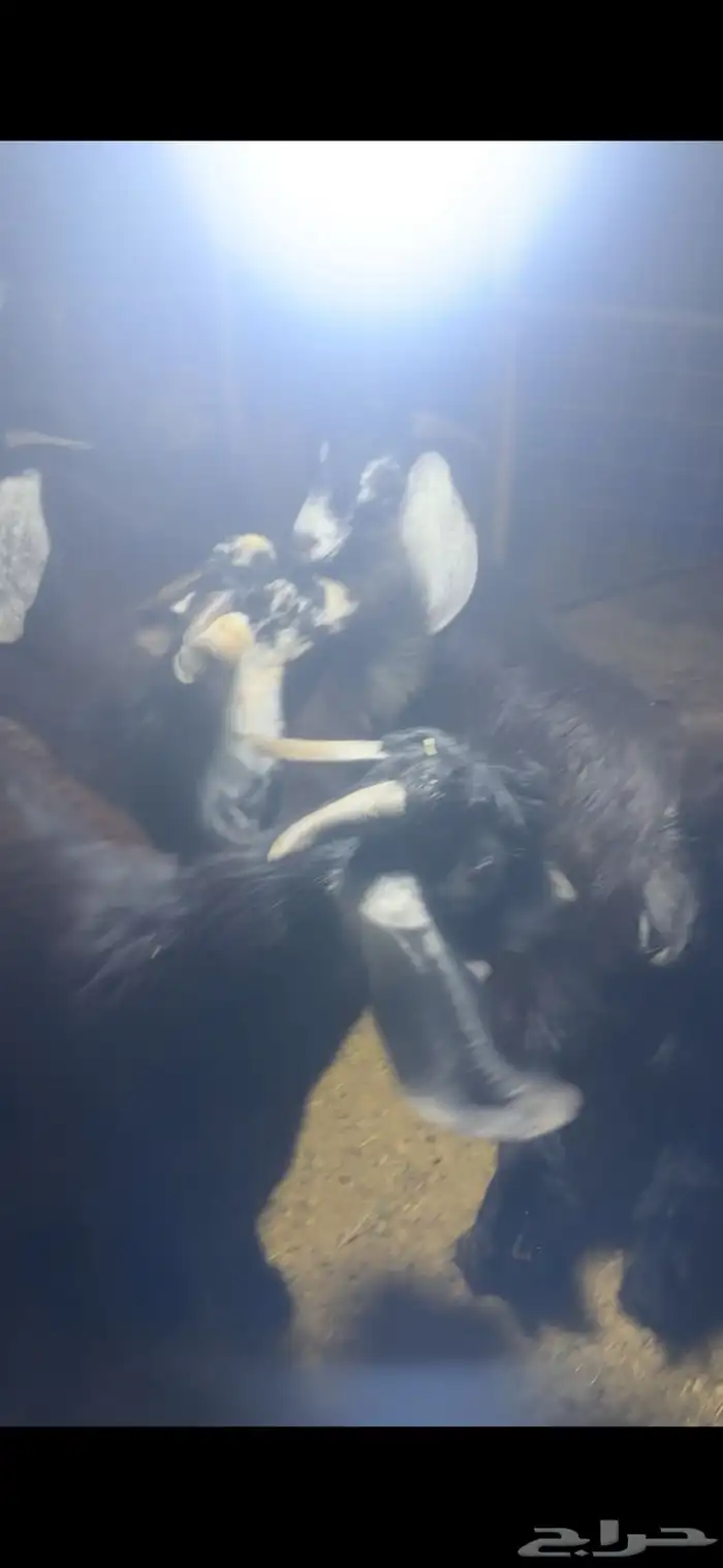 تيوس عوارض فاخره اوزان عاليه 4