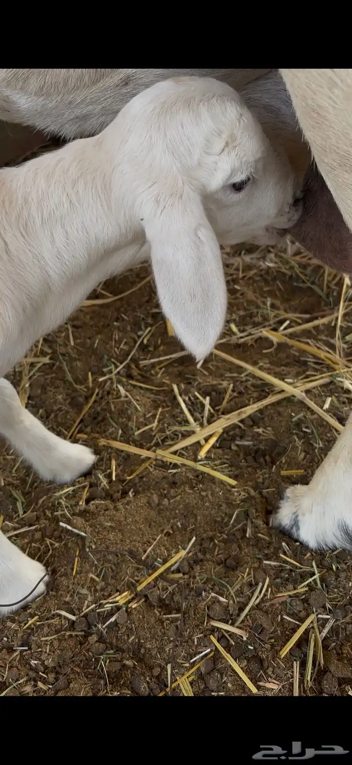 رخل داغوره ترضع من اي شيء 0