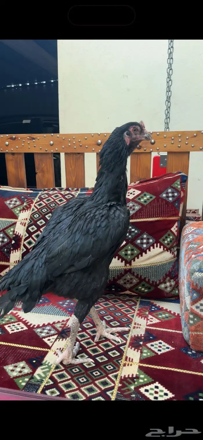 دجاجه باكستانيه سنديه جرم نادر (( تم البيع )) 1
